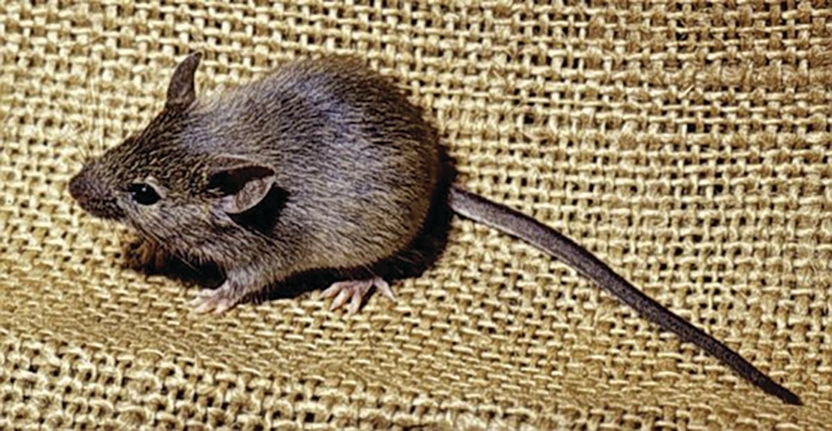 House mice invades structures in wooded areas in the fall and can be easily identified by their white belly and the white underside of their tail. [Photo courtesy UF/IFAS]